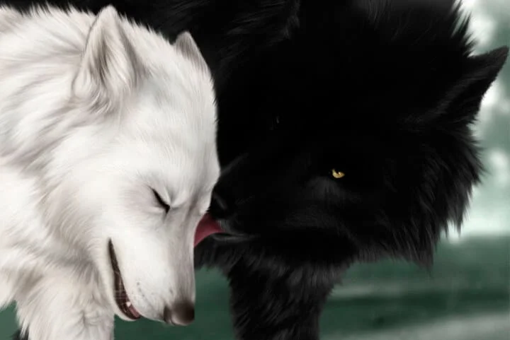 como conviver com dois lobos em casas